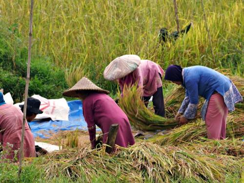 Swasemba Pangan: Teori, Definisi Dan Upaya Pencapaian